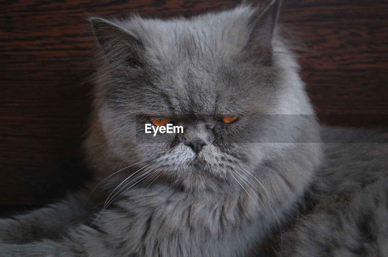 CLOSE-UP PORTRAIT OF CAT RELAXING ON FLOOR