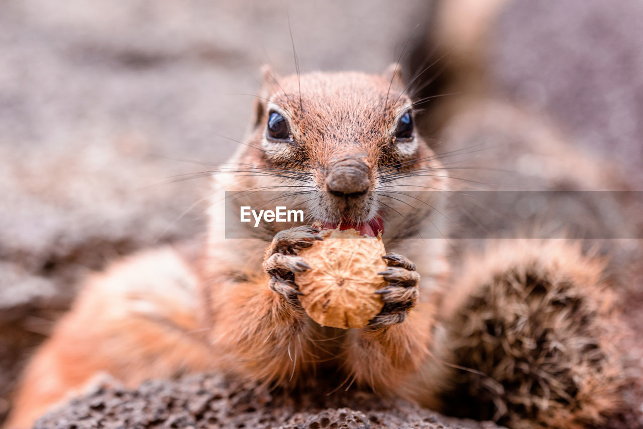 Close-up portrait of squirrel