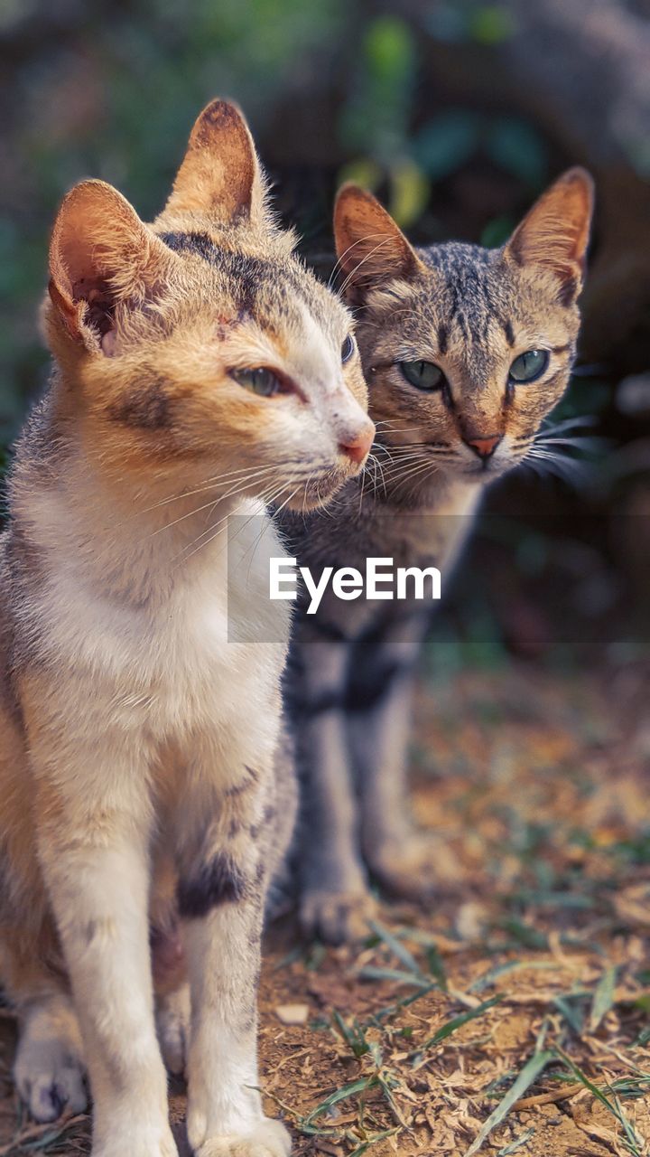 CLOSE-UP OF TWO CATS ON GROUND