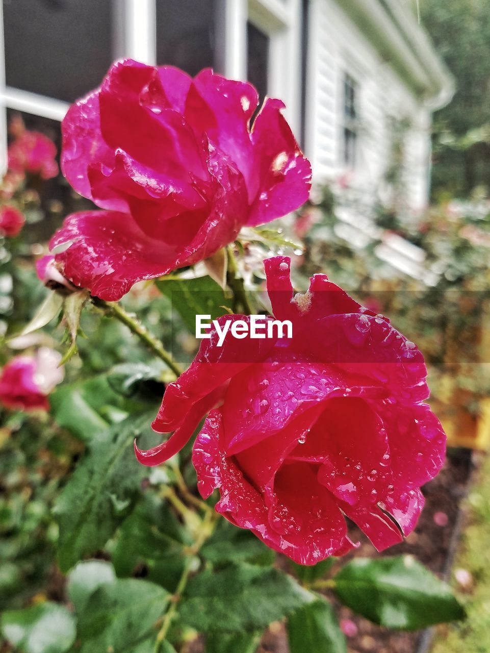 CLOSE-UP OF WET RED ROSES BLOOMING OUTDOORS