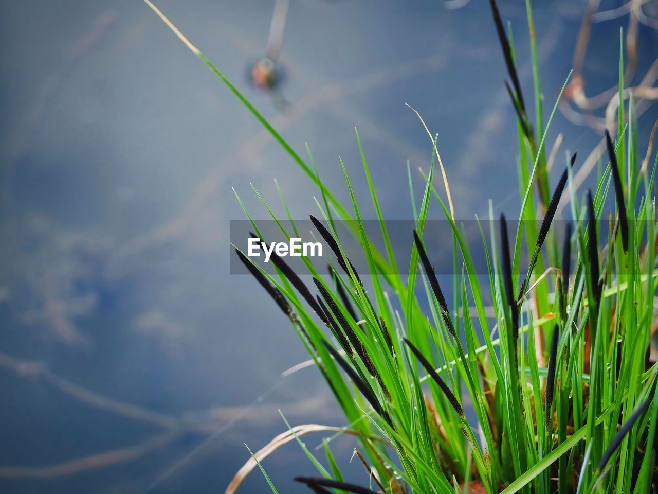 grass, green, plant, nature, growth, leaf, flower, sunlight, beauty in nature, water, no people, macro photography, sky, close-up, day, outdoors, tranquility, plant part, cloud, focus on foreground, plant stem, land, meadow, environment, freshness, blade of grass