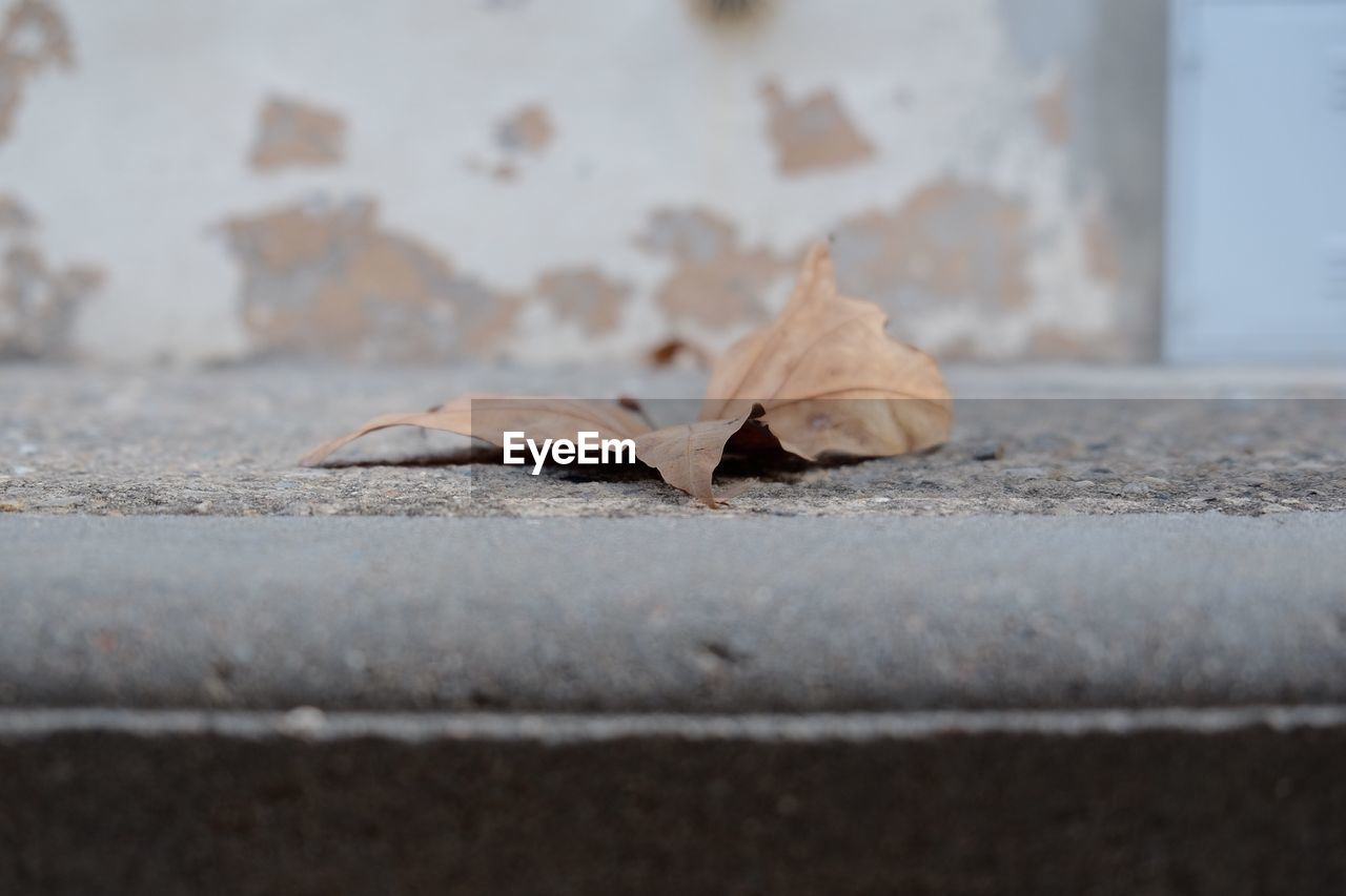 Close-up of fallen dry leaf on footpath