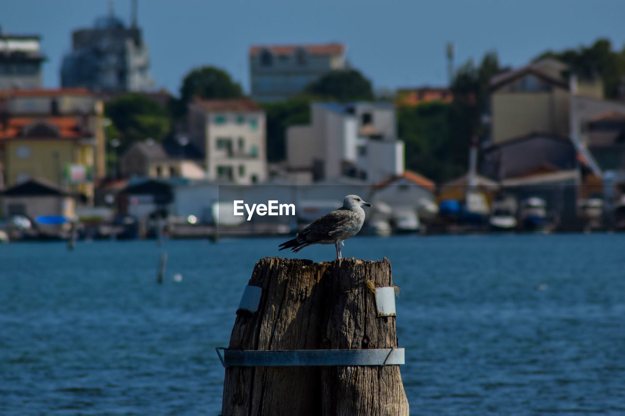 SEAGULL PERCHING ON WOODEN POST IN SEA