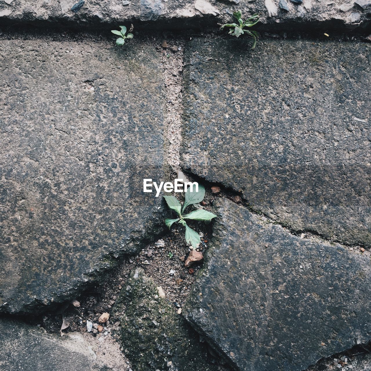 Close-up of plant