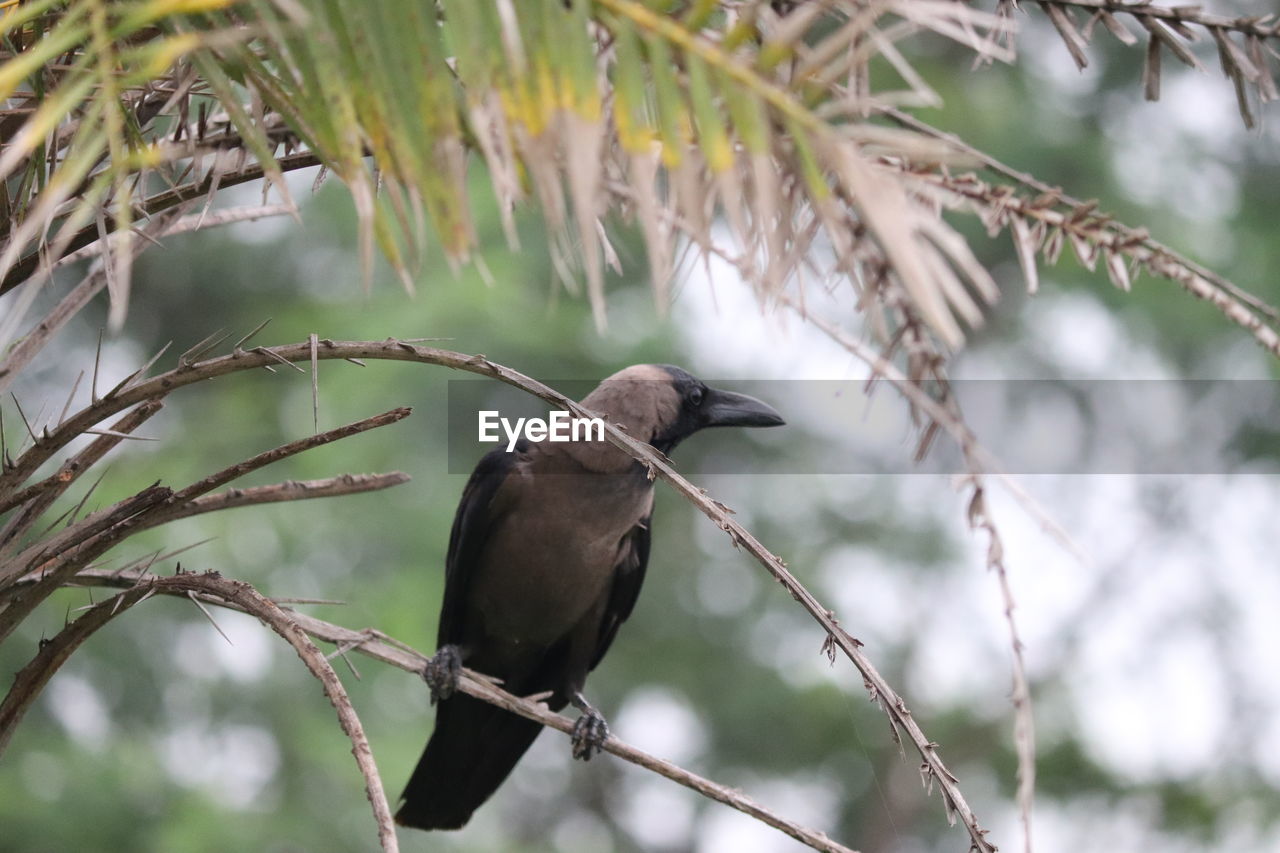 CLOSE-UP OF BIRD PERCHING ON A TREE