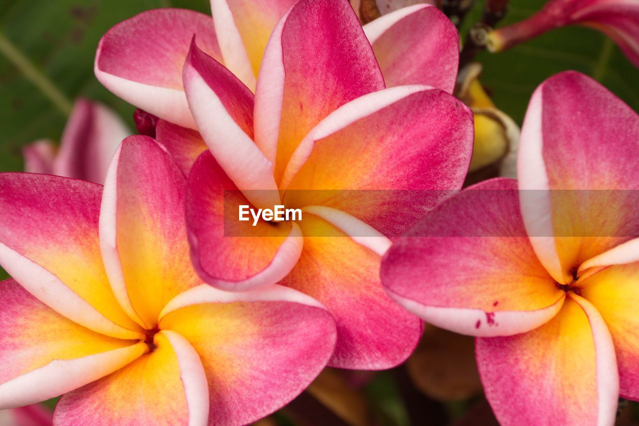 Close-up of pink frangipani flowers blooming outdoors