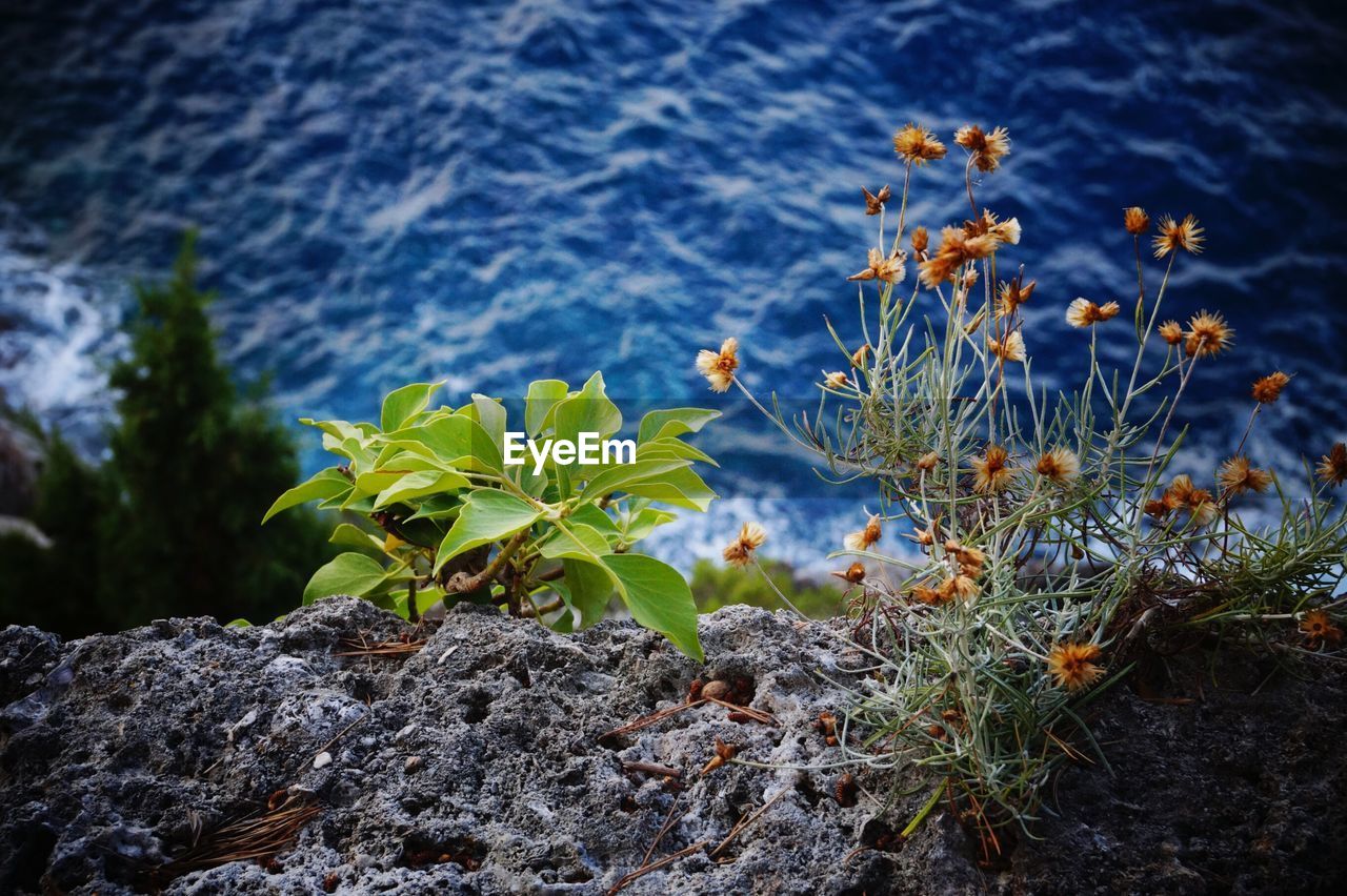 High angle view of plants growing by rocks against sea