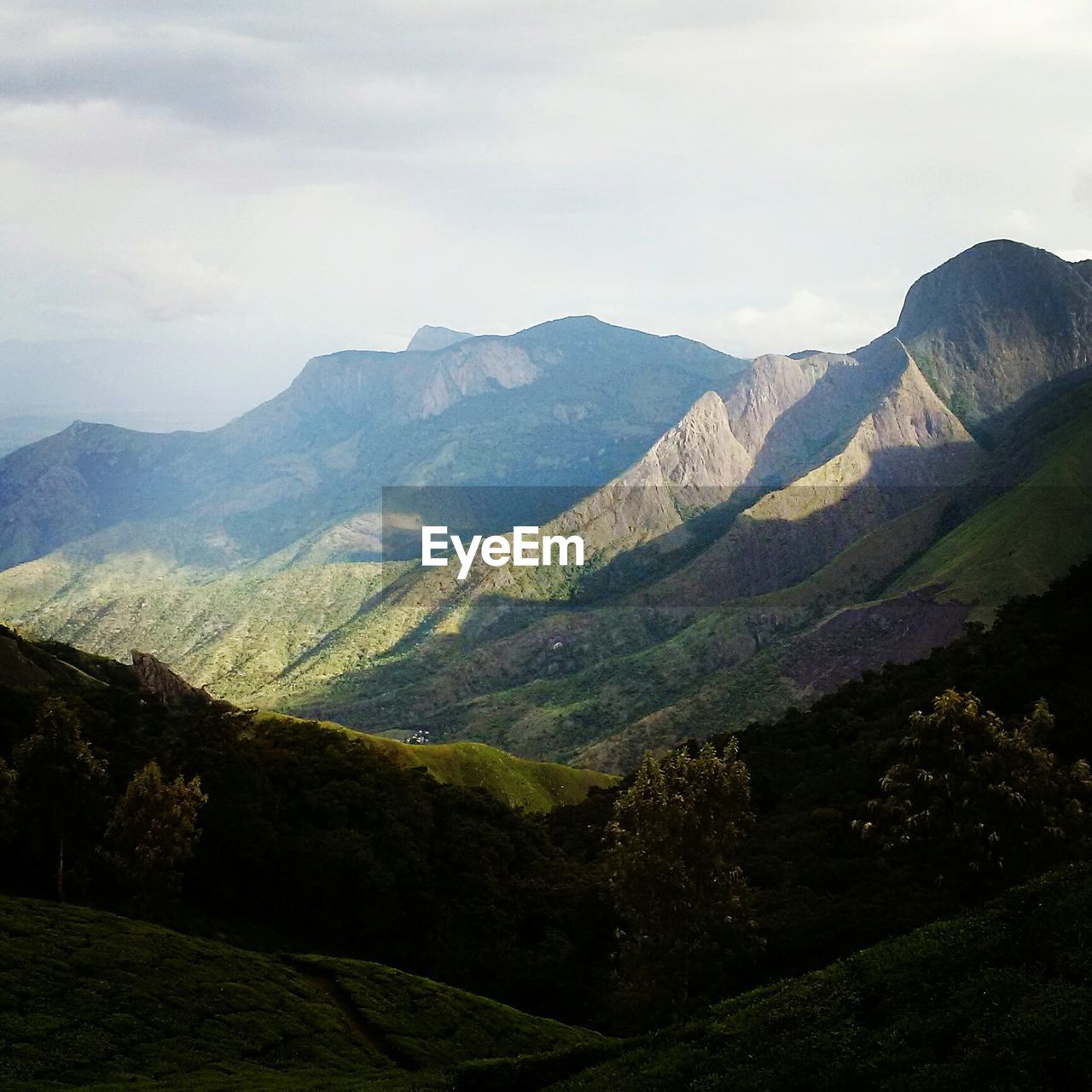 Tea plantation in field with mountain range in background