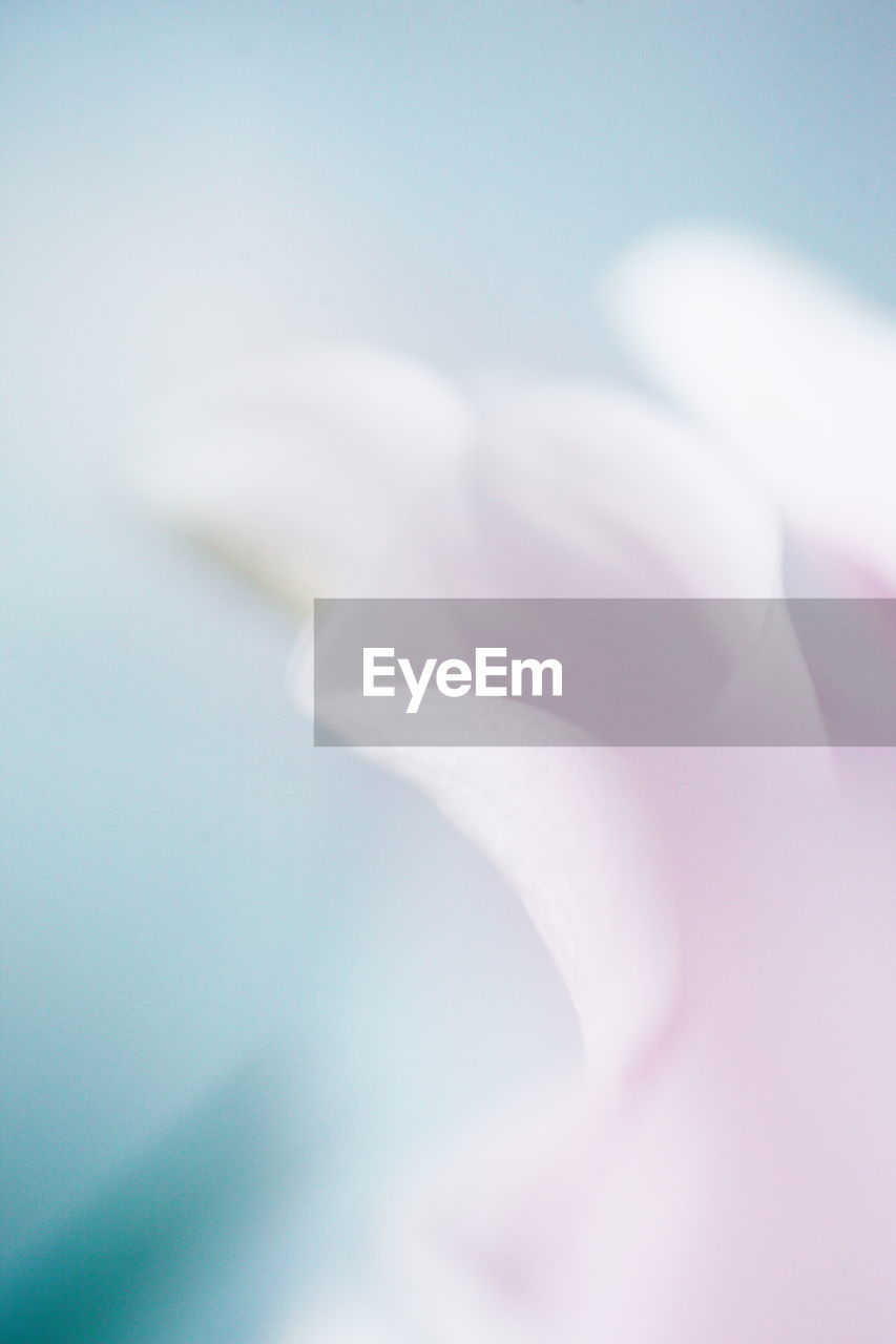 Close-up of pink flower petal