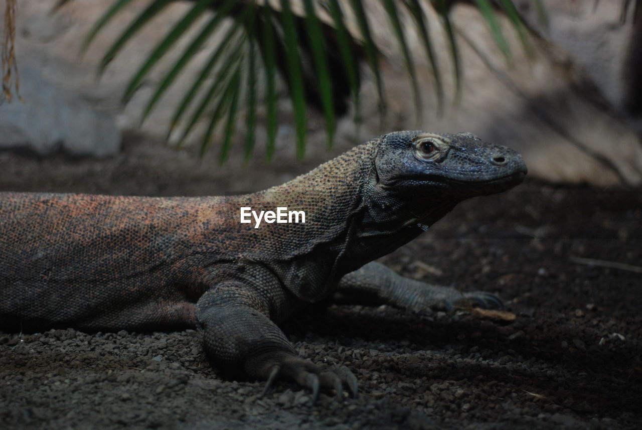 CLOSE-UP OF A LIZARD ON LAND