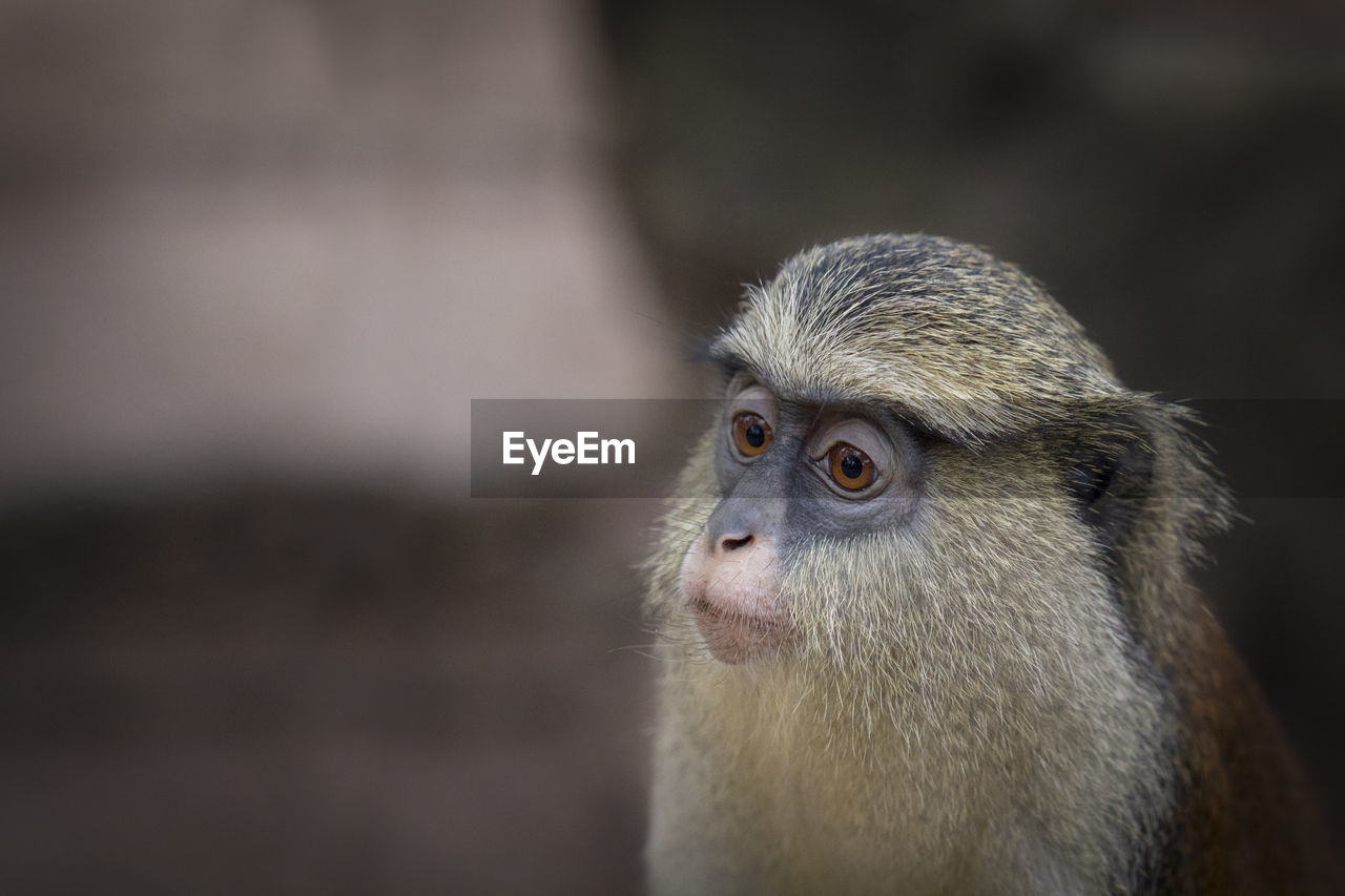 Close-up of monkey looking away outdoors