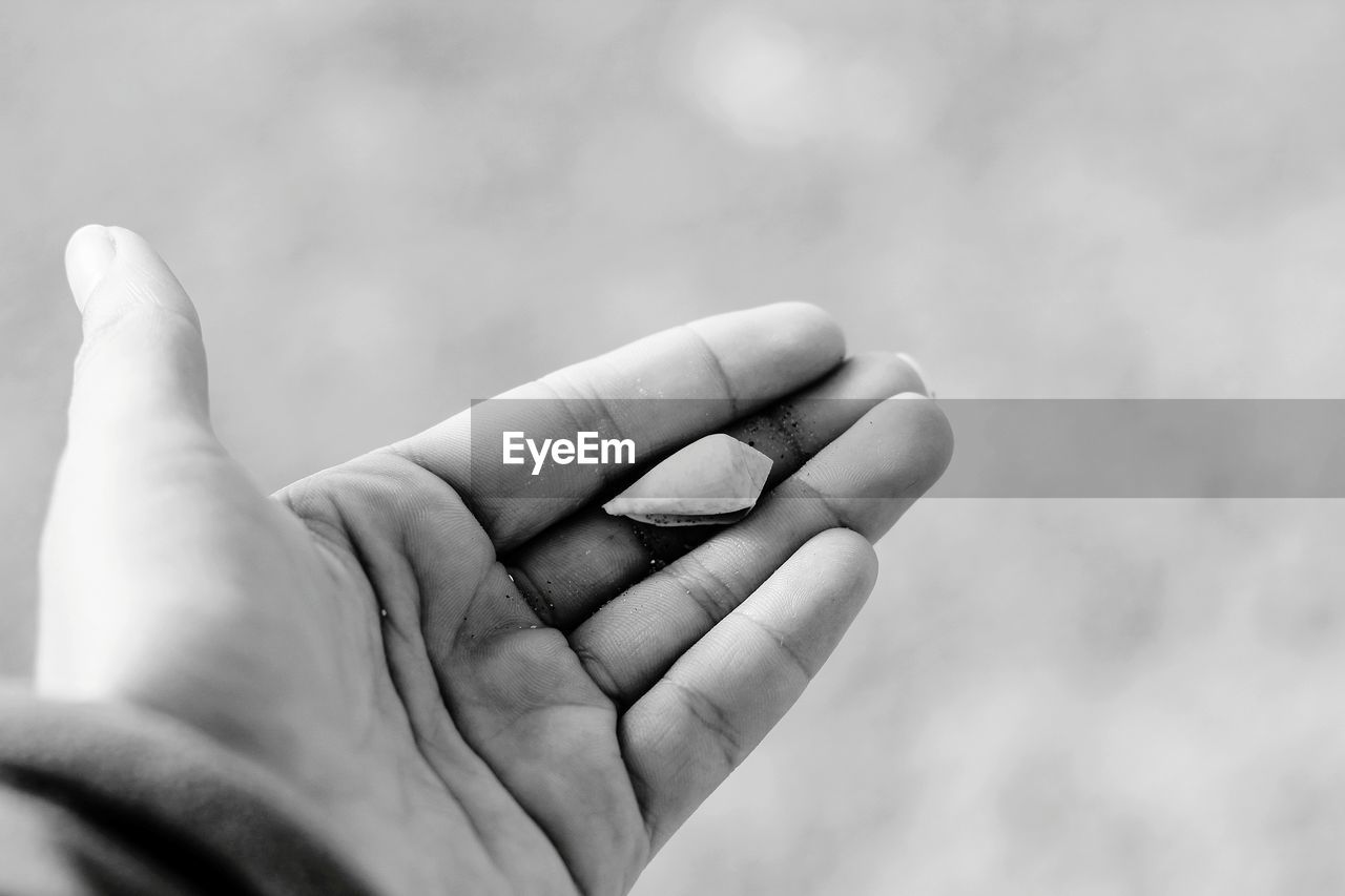 Close-up of hand holding seashell