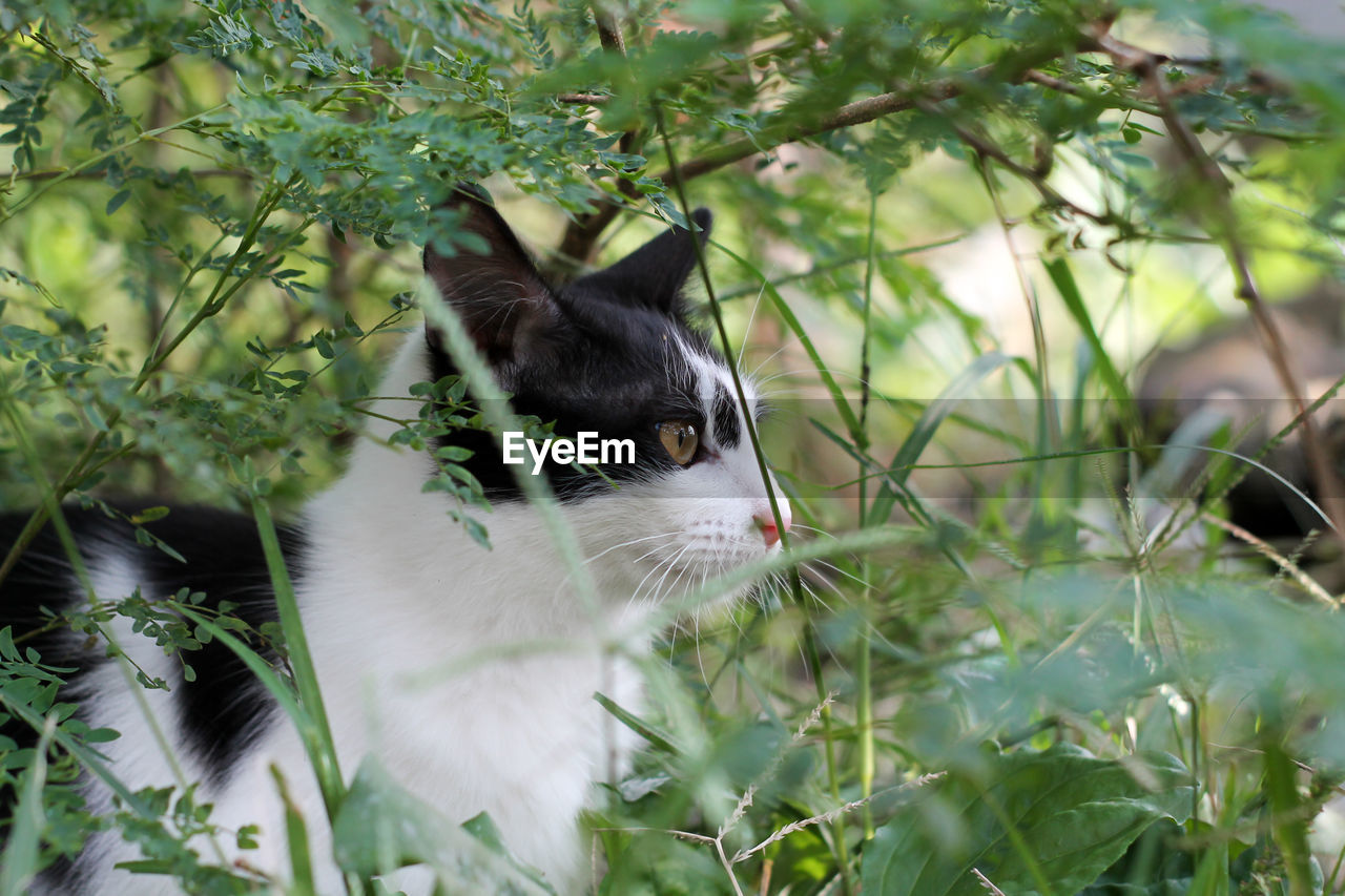 CAT IN A PLANT