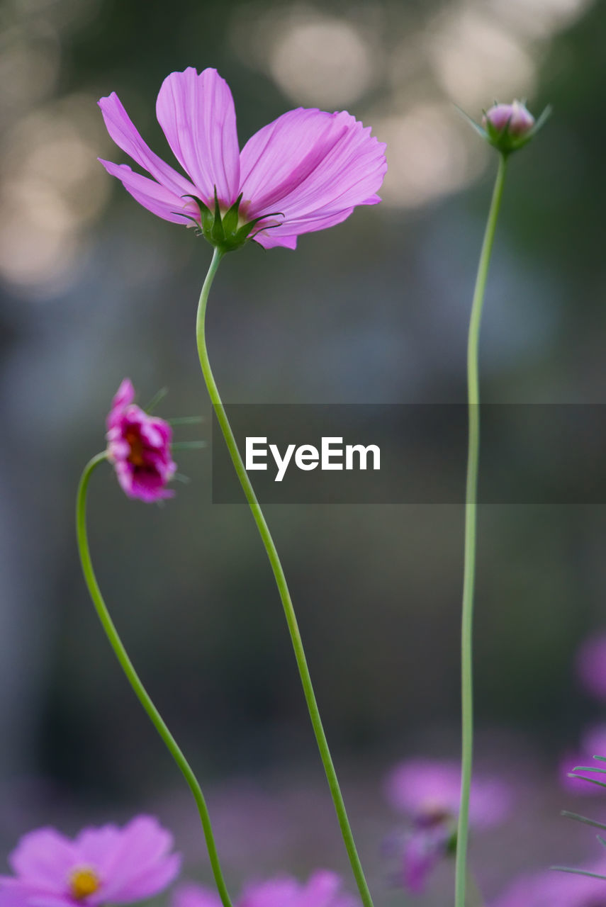Close-up of pink flowers growing outdoors