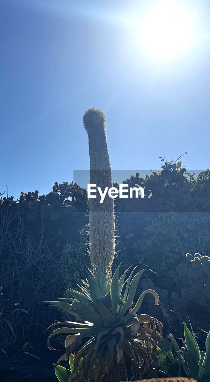 sky, nature, plant, cactus, succulent plant, no people, environment, beauty in nature, growth, cloud, sunlight, landscape, flower, scenics - nature, land, tranquility, tree, outdoors, reflection, blue, sunbeam, day, sun, saguaro cactus, lens flare, mountain, tranquil scene