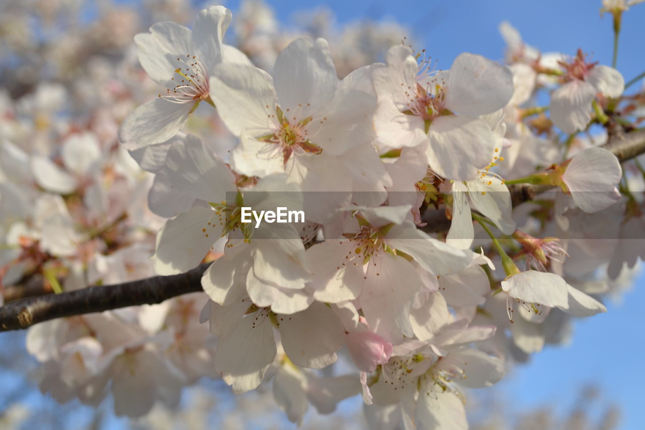 CLOSE-UP OF WHITE APPLE BLOSSOMS IN SPRING