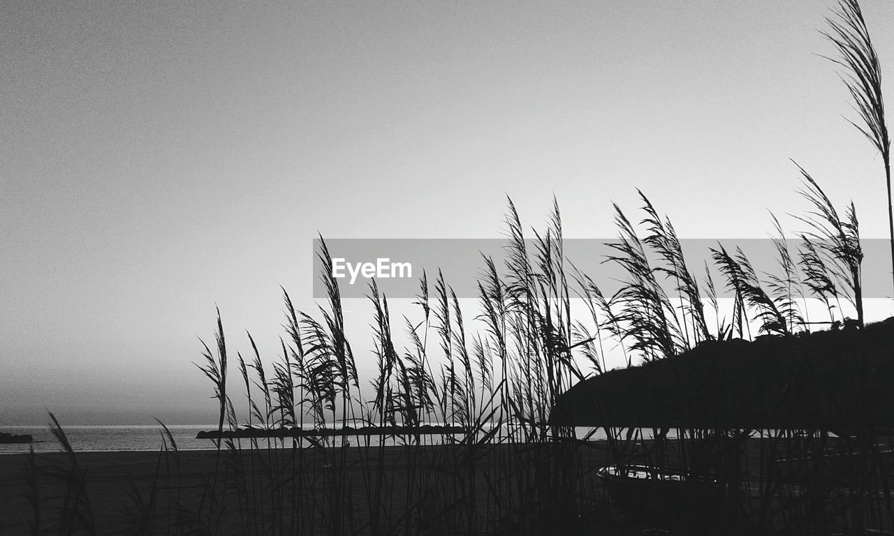 Silhouette plants growing on beach against clear sky