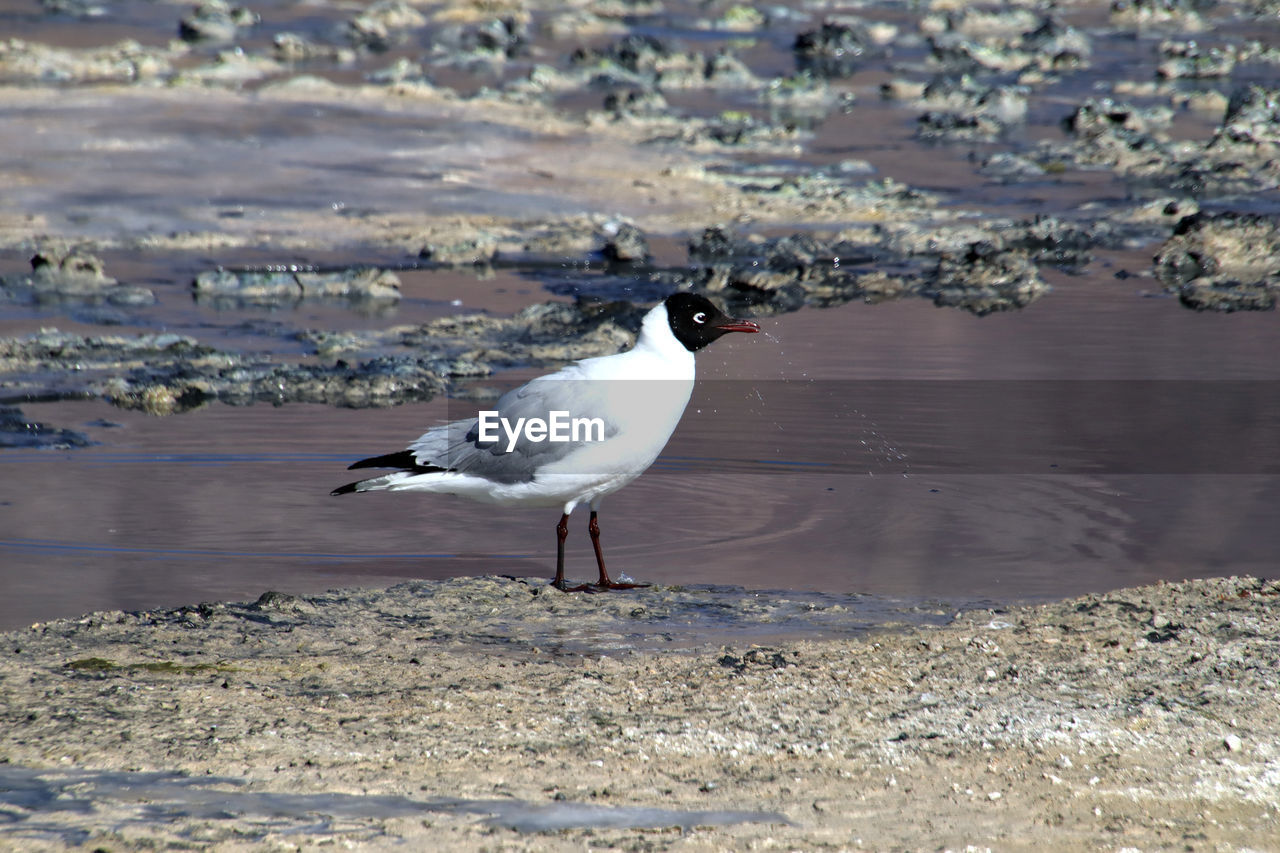 Seagull on beach