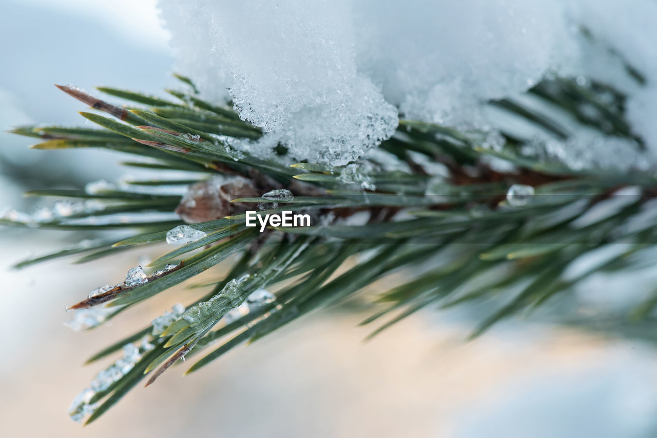 branch, tree, twig, coniferous tree, pine tree, pinaceae, winter, plant, christmas tree, snow, cold temperature, nature, fir, frost, close-up, spruce, needle - plant part, selective focus, christmas, frozen, no people, celebration, ice, fir tree, holiday, green, outdoors, macro photography, snowflake, leaf, freezing, focus on foreground, beauty in nature, evergreen tree, environment, day, water, flower, plant part