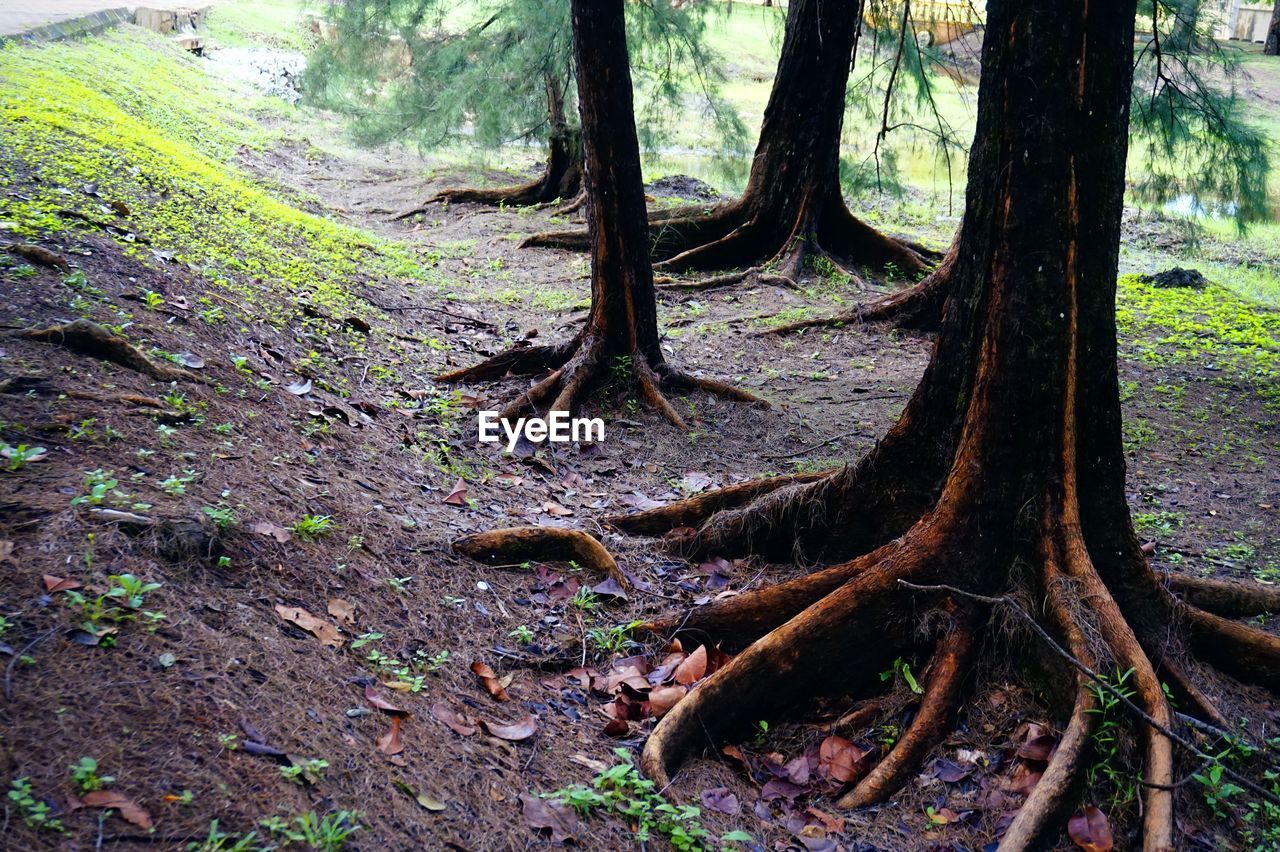 VIEW OF TREE ROOTS