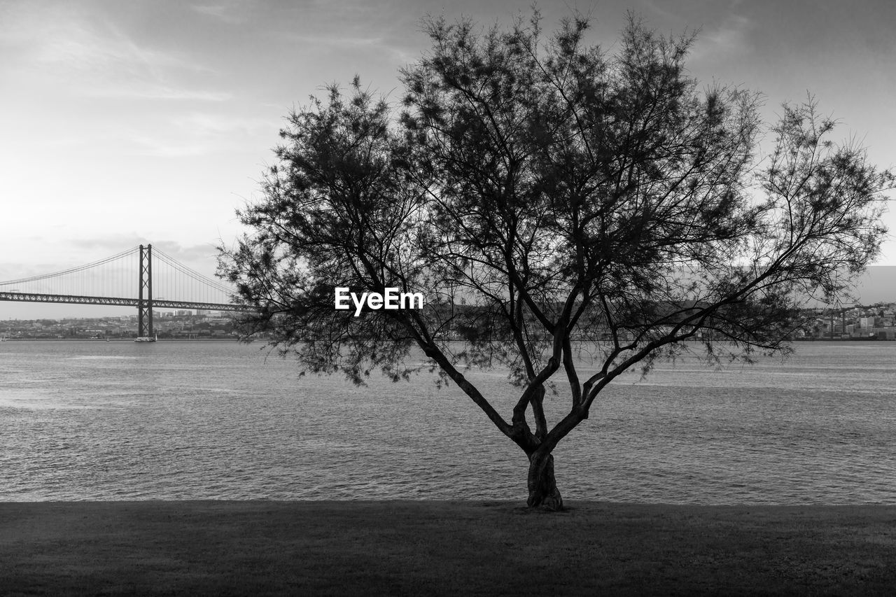 VIEW OF TREE ON SUSPENSION BRIDGE