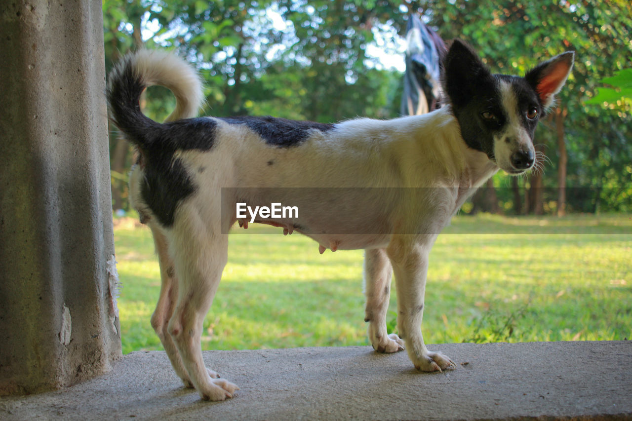 VIEW OF A DOG STANDING ON STREET