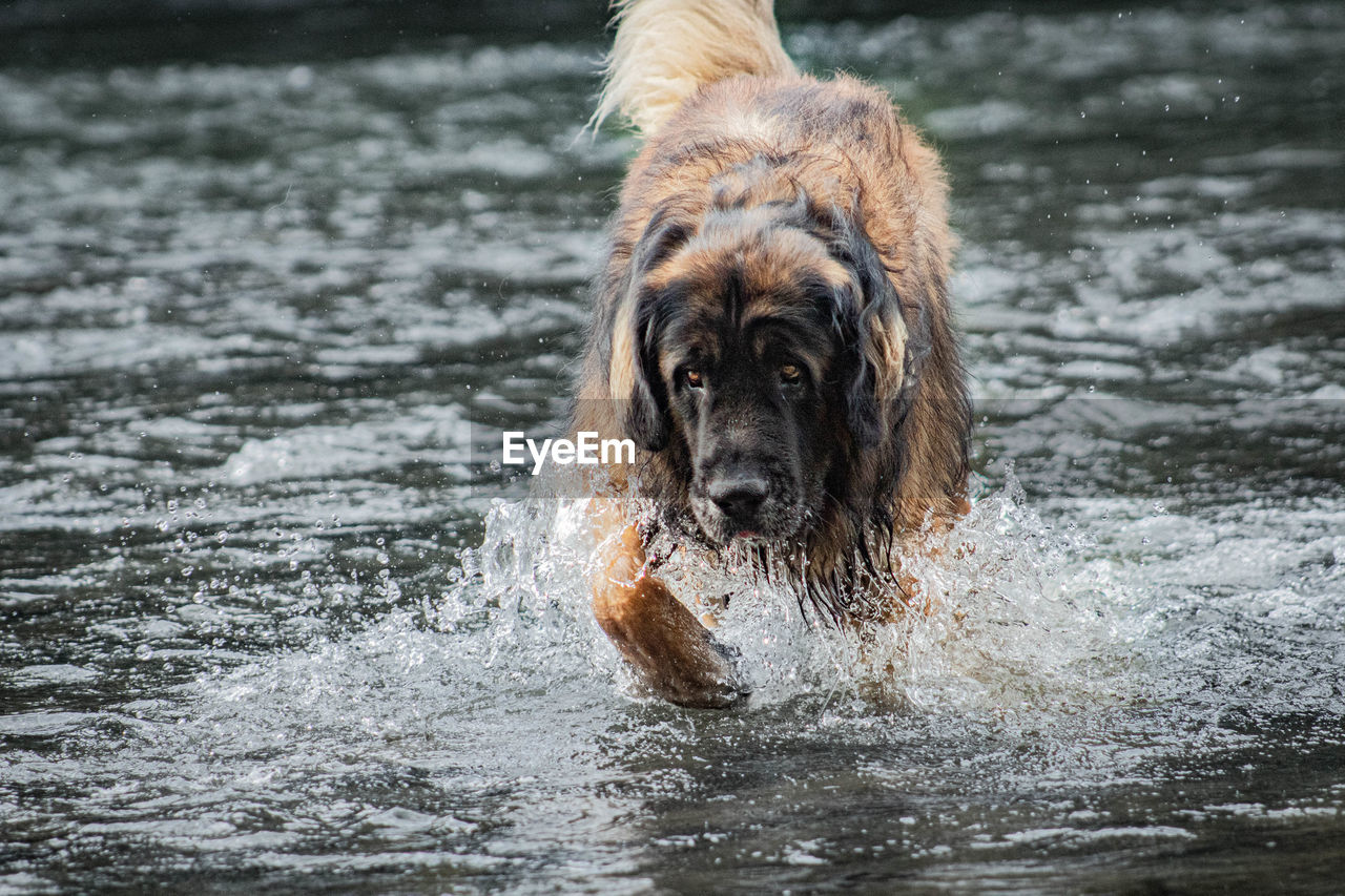 Close-up of dog in water