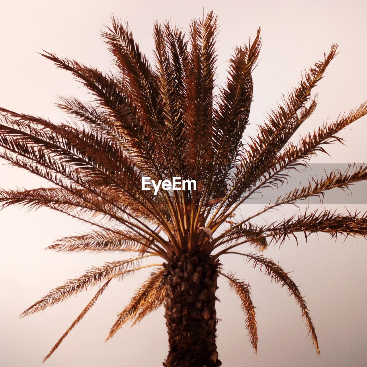 LOW ANGLE VIEW OF PALM TREES AGAINST CLEAR SKY