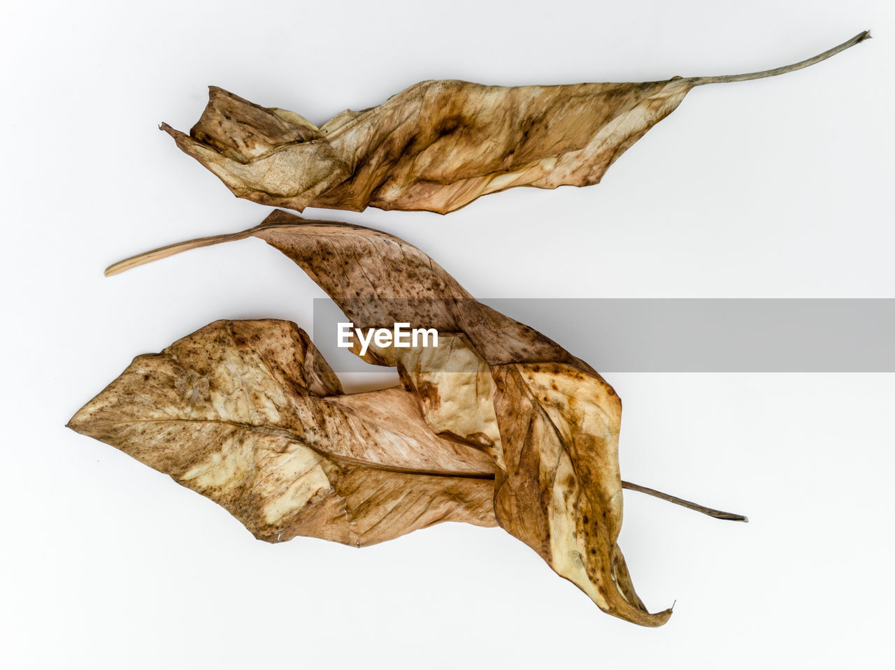 DIRECTLY ABOVE SHOT OF DRY LEAF AGAINST WHITE BACKGROUND