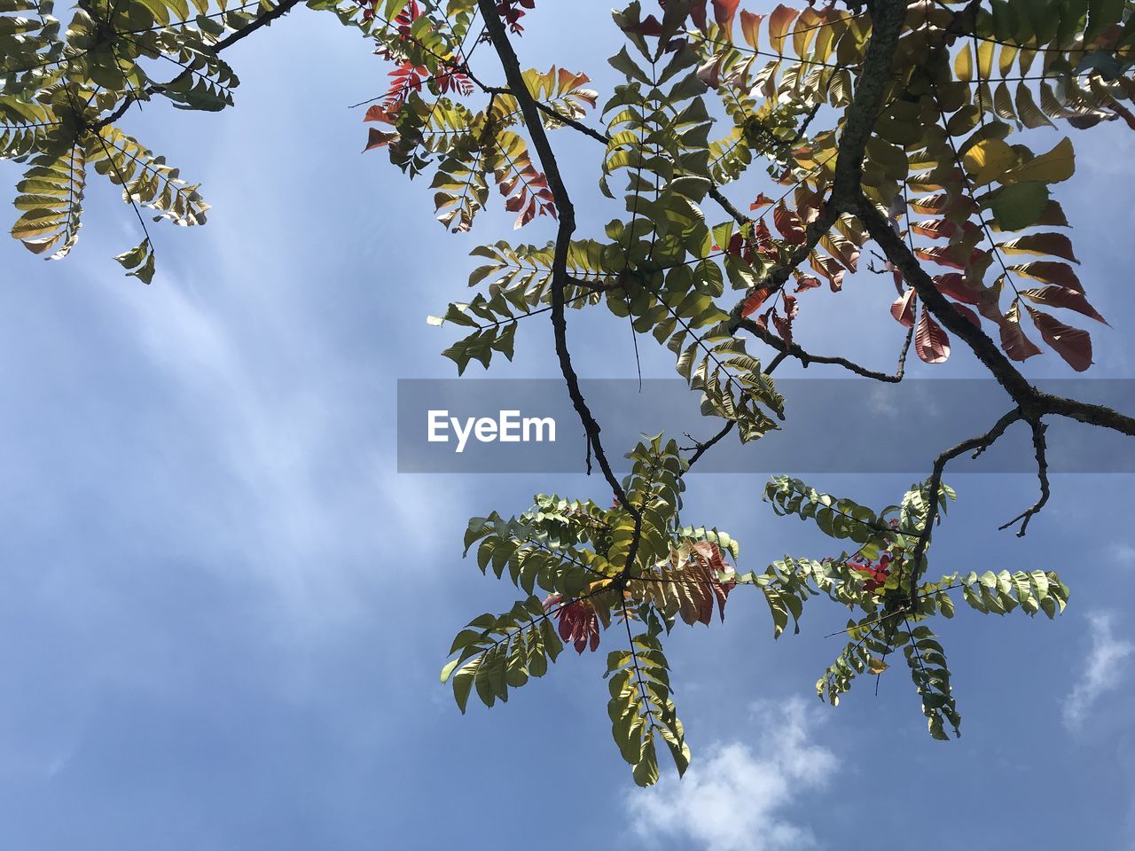 LOW ANGLE VIEW OF PLANTS AGAINST SKY
