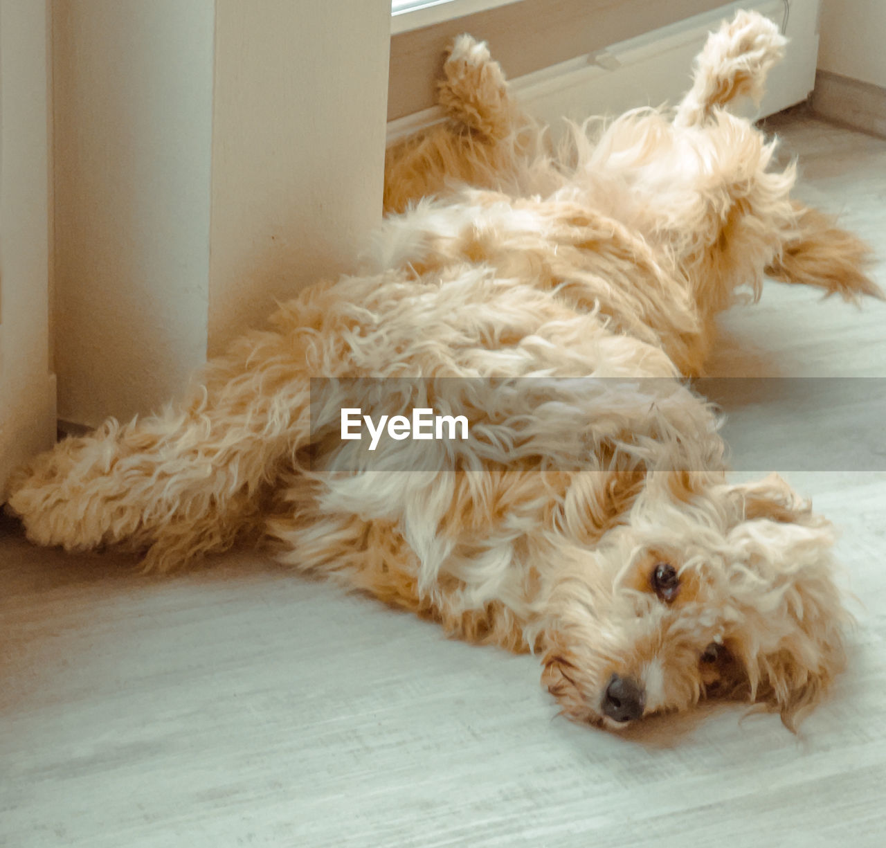 domestic animals, pet, canine, dog, animal themes, mammal, one animal, animal, indoors, flooring, cockapoo, cute, animal hair, lying down, relaxation, lap dog, home interior, no people, hardwood floor, portrait