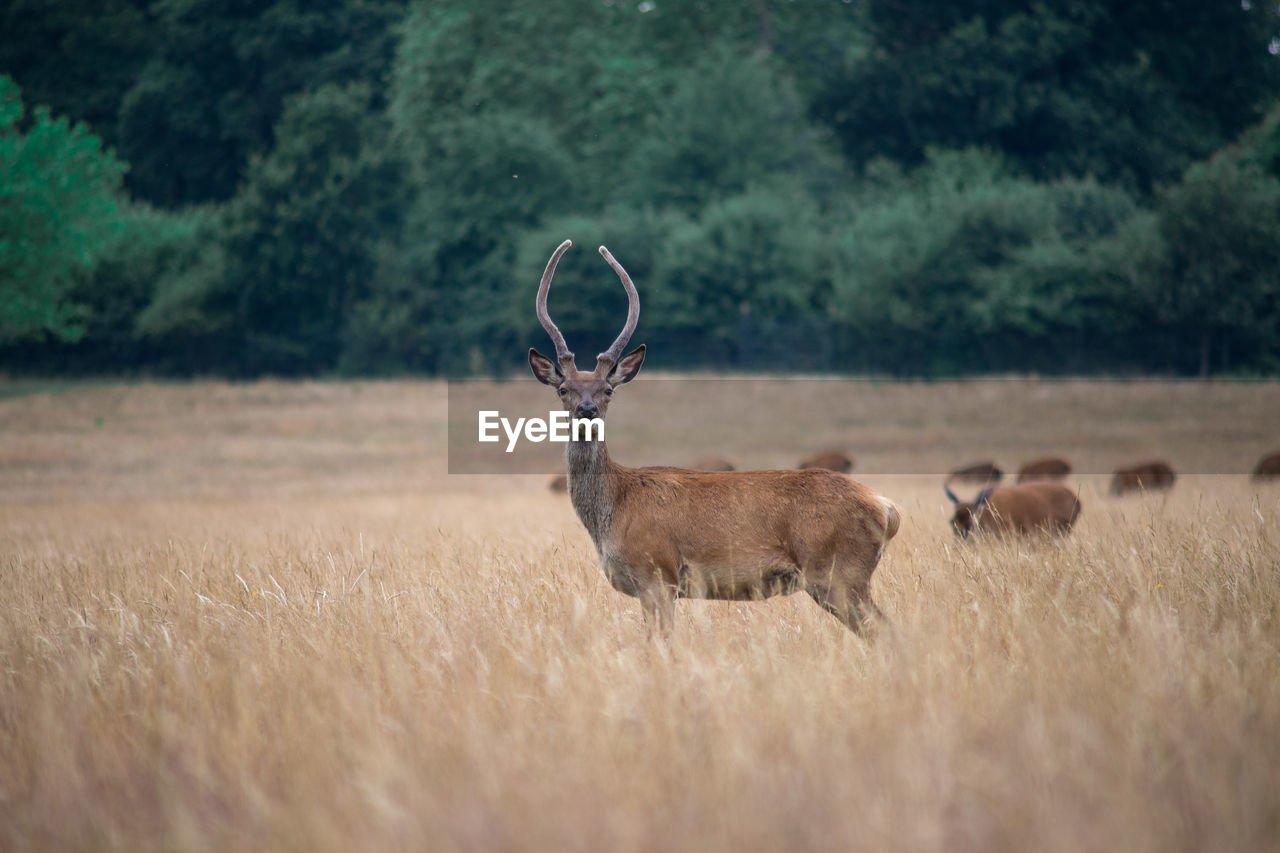 Side view of deer standing amidst plants