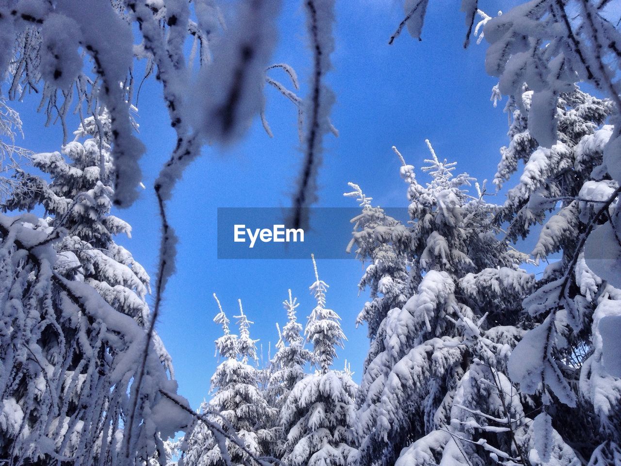 Low angle view of snow covered trees