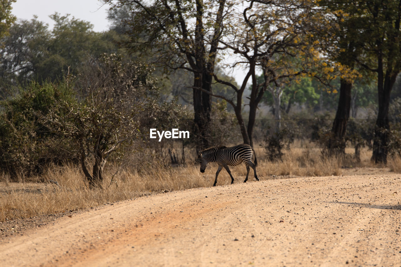 View of a zebra walking in the forest