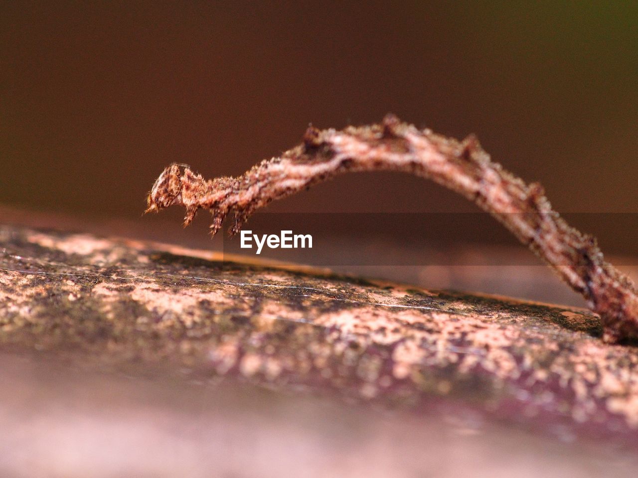 Close-up of frozen plant