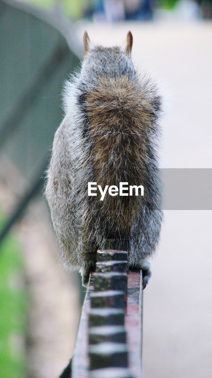 Rear view of squirrel on railing