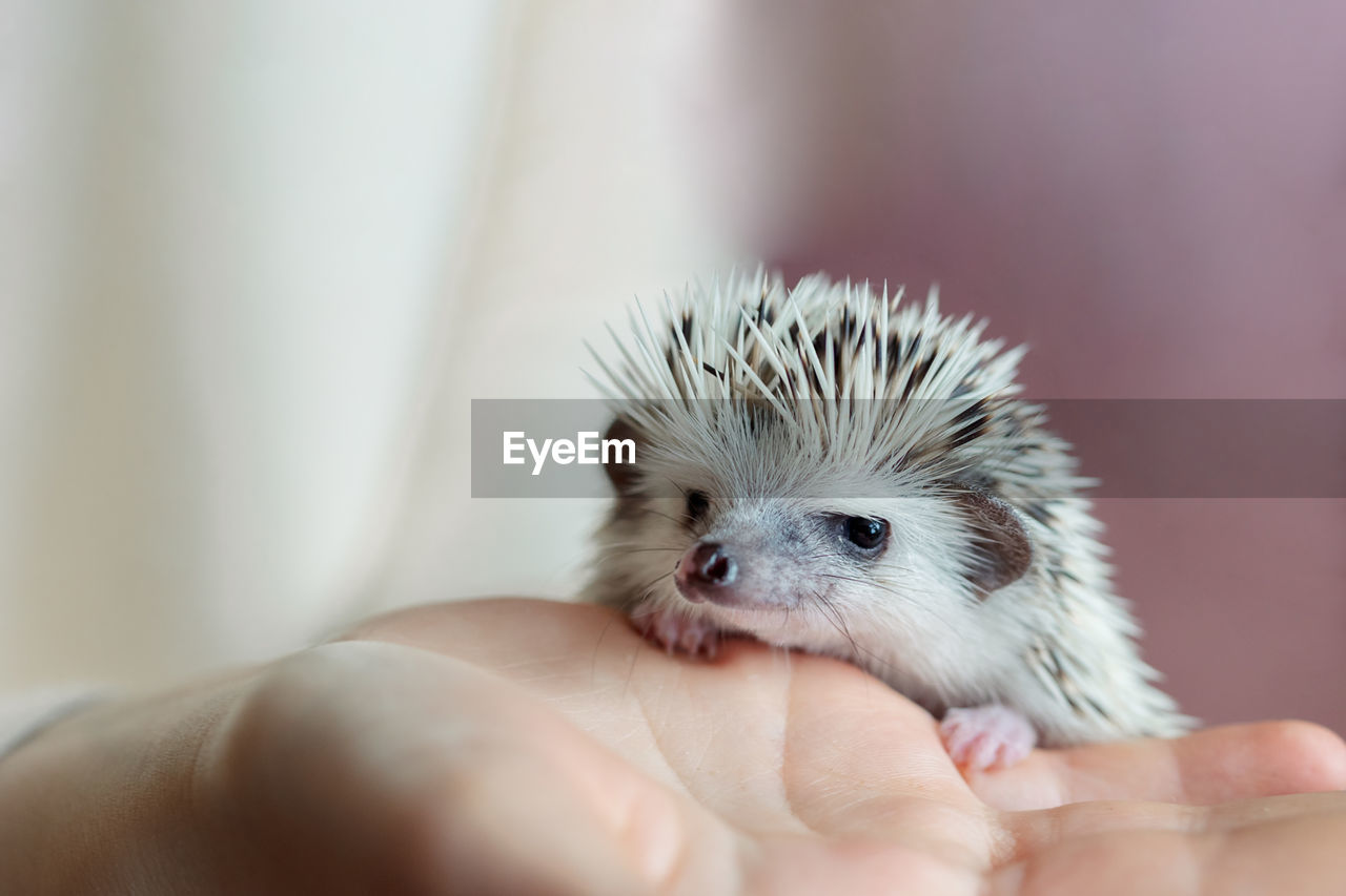 Girl holds cute hedgehog in her hands. portrait of pretty curious muzzle of animal. favorite pets. 