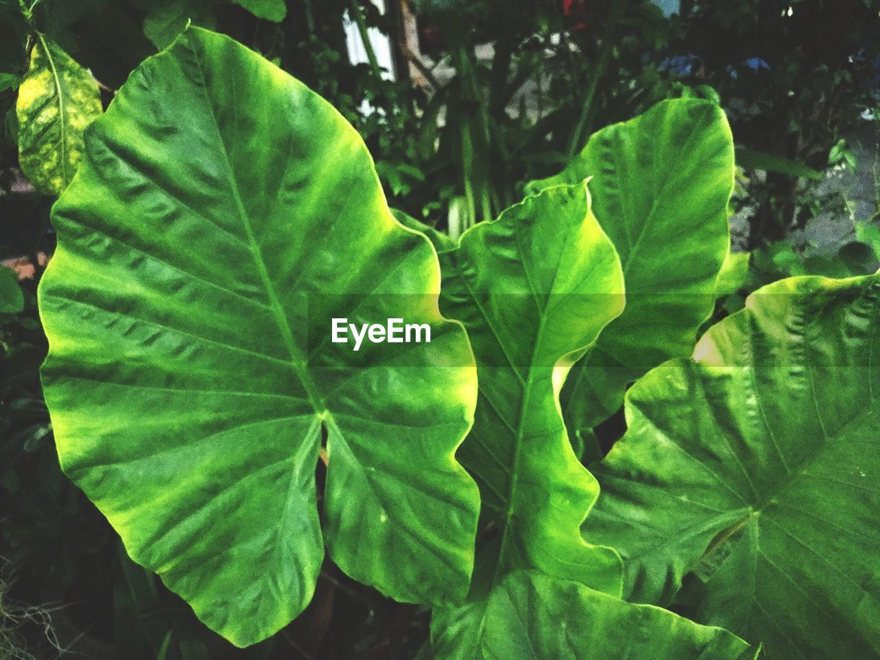 Close-up of green leaves