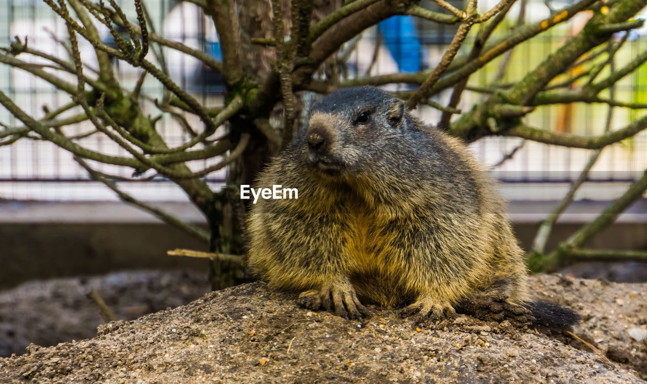 CLOSE-UP OF SQUIRREL ON BRANCH