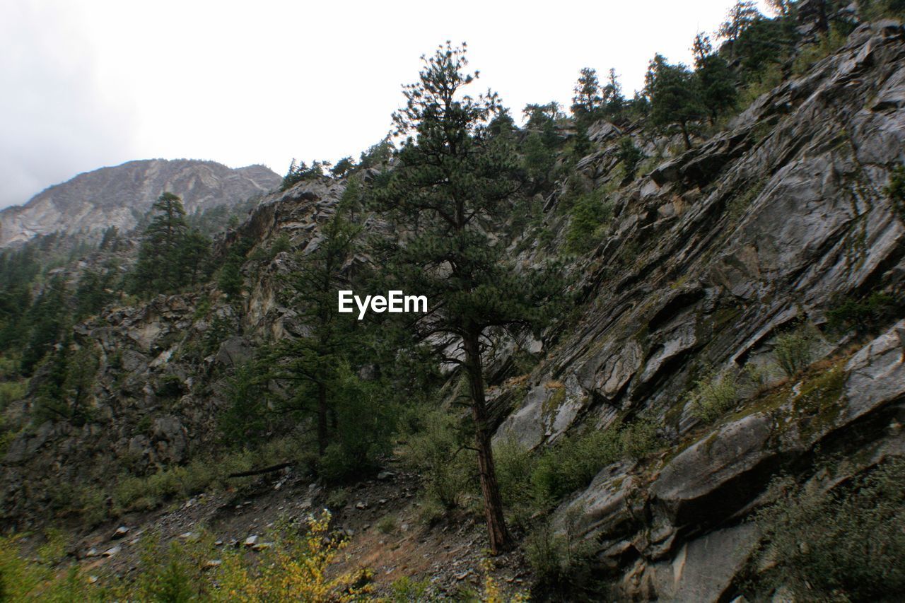 Scenic view of trees growing on mountains against sky