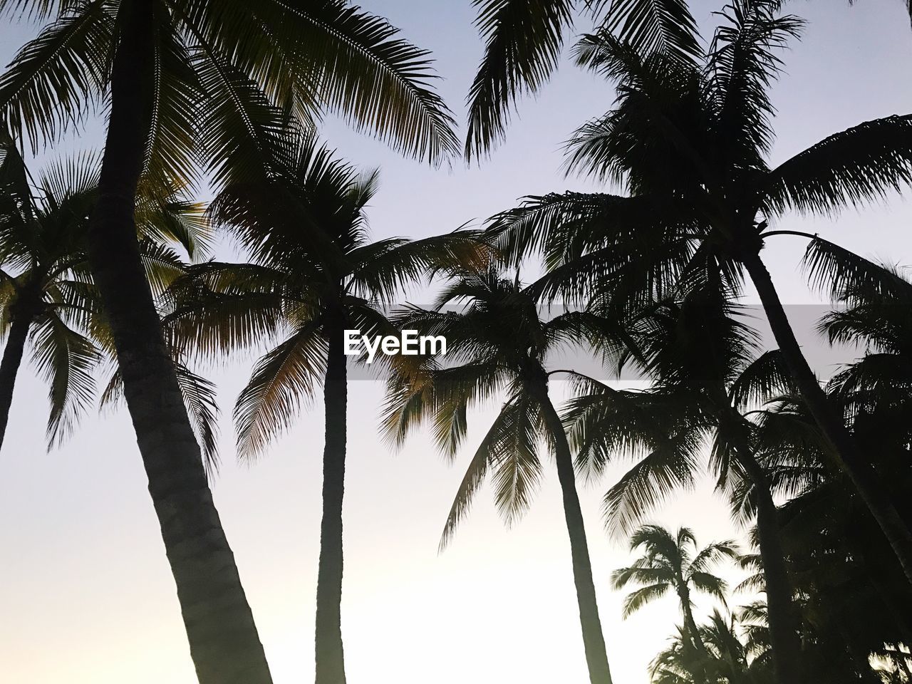 LOW ANGLE VIEW OF SILHOUETTE PALM TREE AGAINST SKY