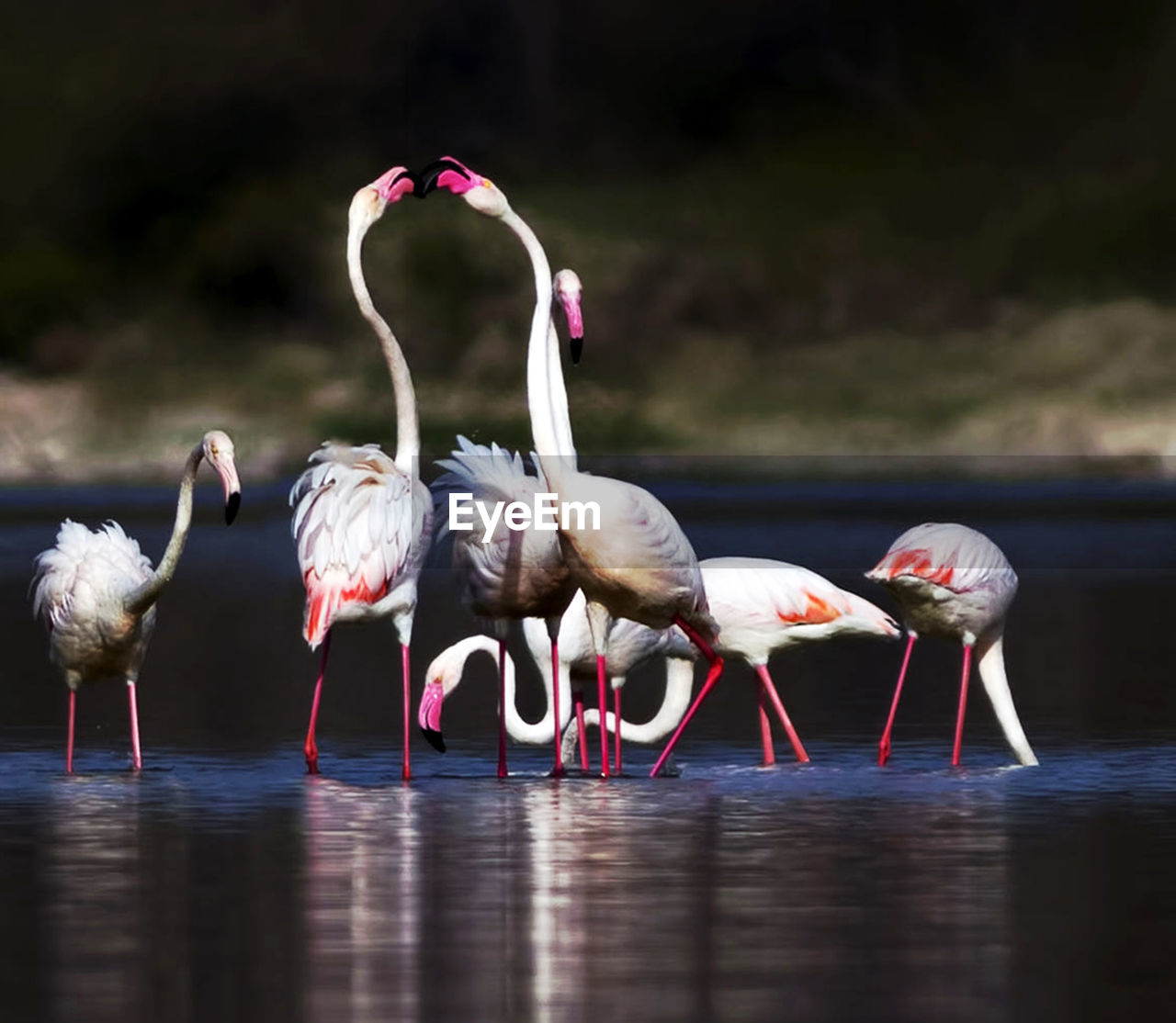 Birds in lake