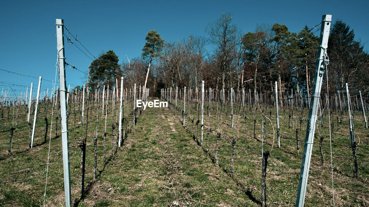 Panoramic shot of trees on field against sky