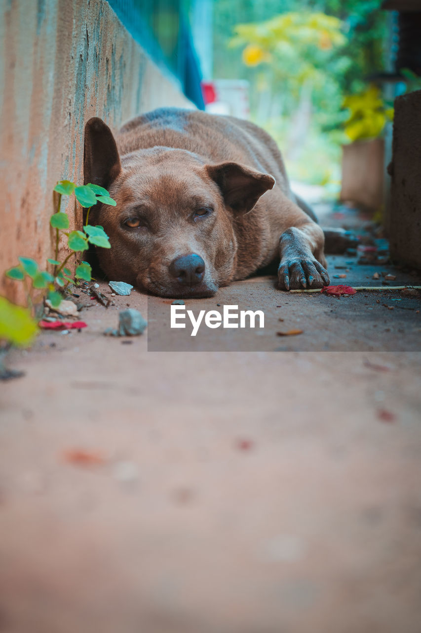 CLOSE-UP PORTRAIT OF DOG RELAXING ON WOOD