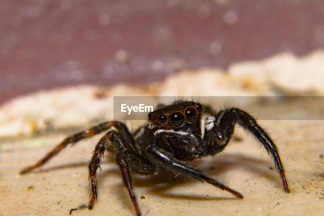 Close-up of jumping spider on field