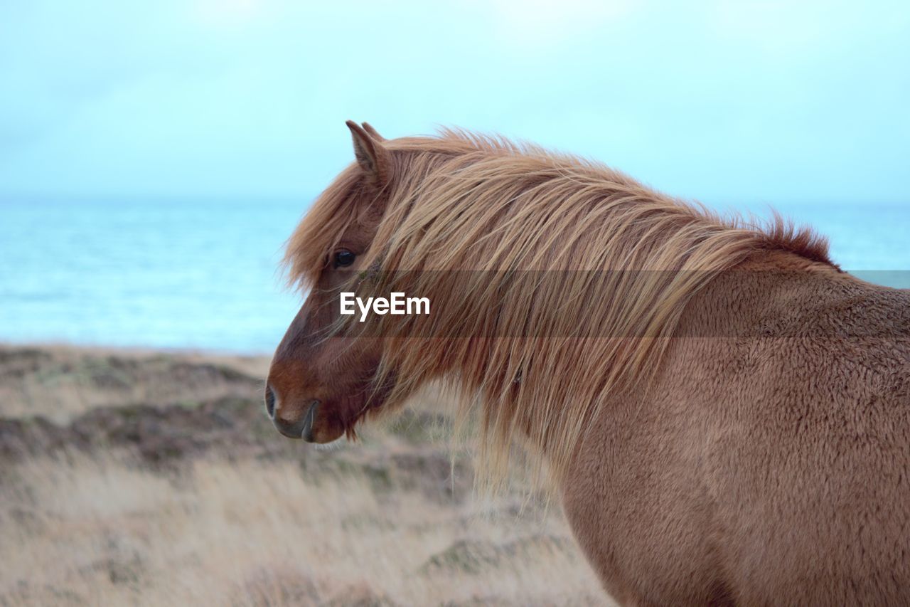 SIDE VIEW OF A HORSE ON THE LAND