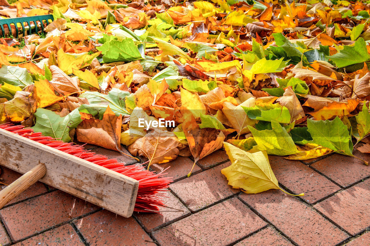 HIGH ANGLE VIEW OF MULTI COLORED LEAVES ON DISPLAY