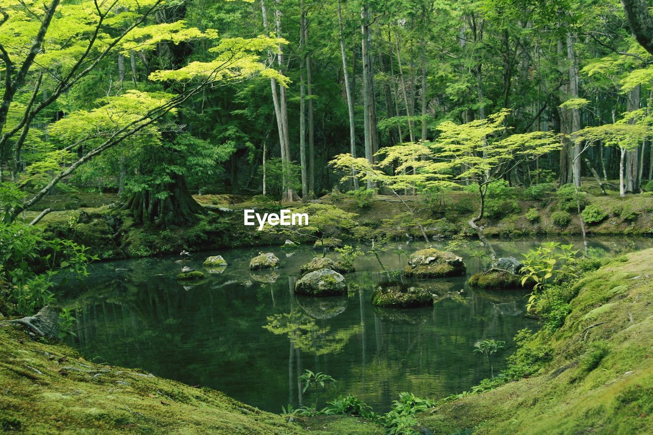 Scenic view of lake in forest