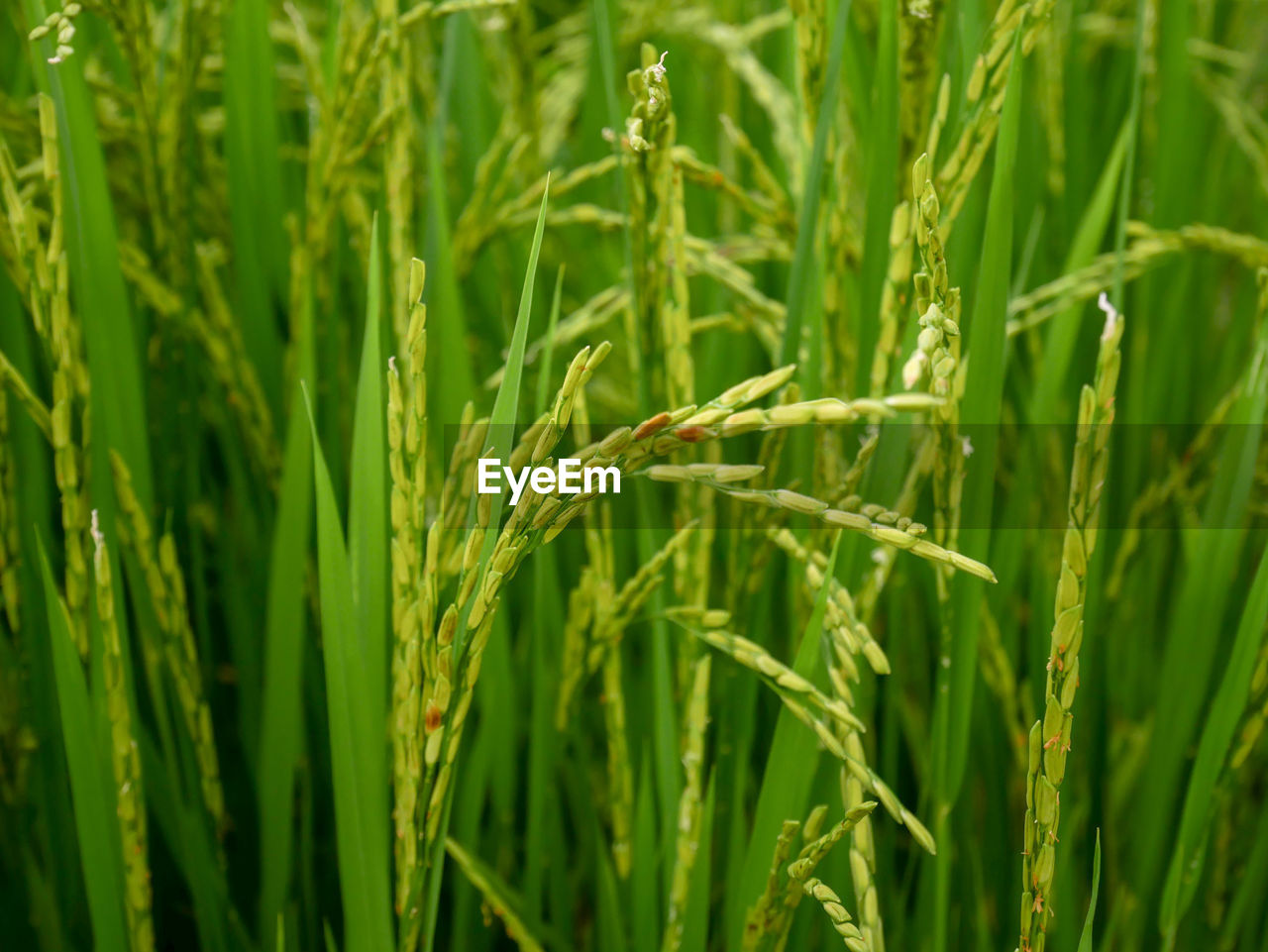 CLOSE-UP OF WHEAT CROPS