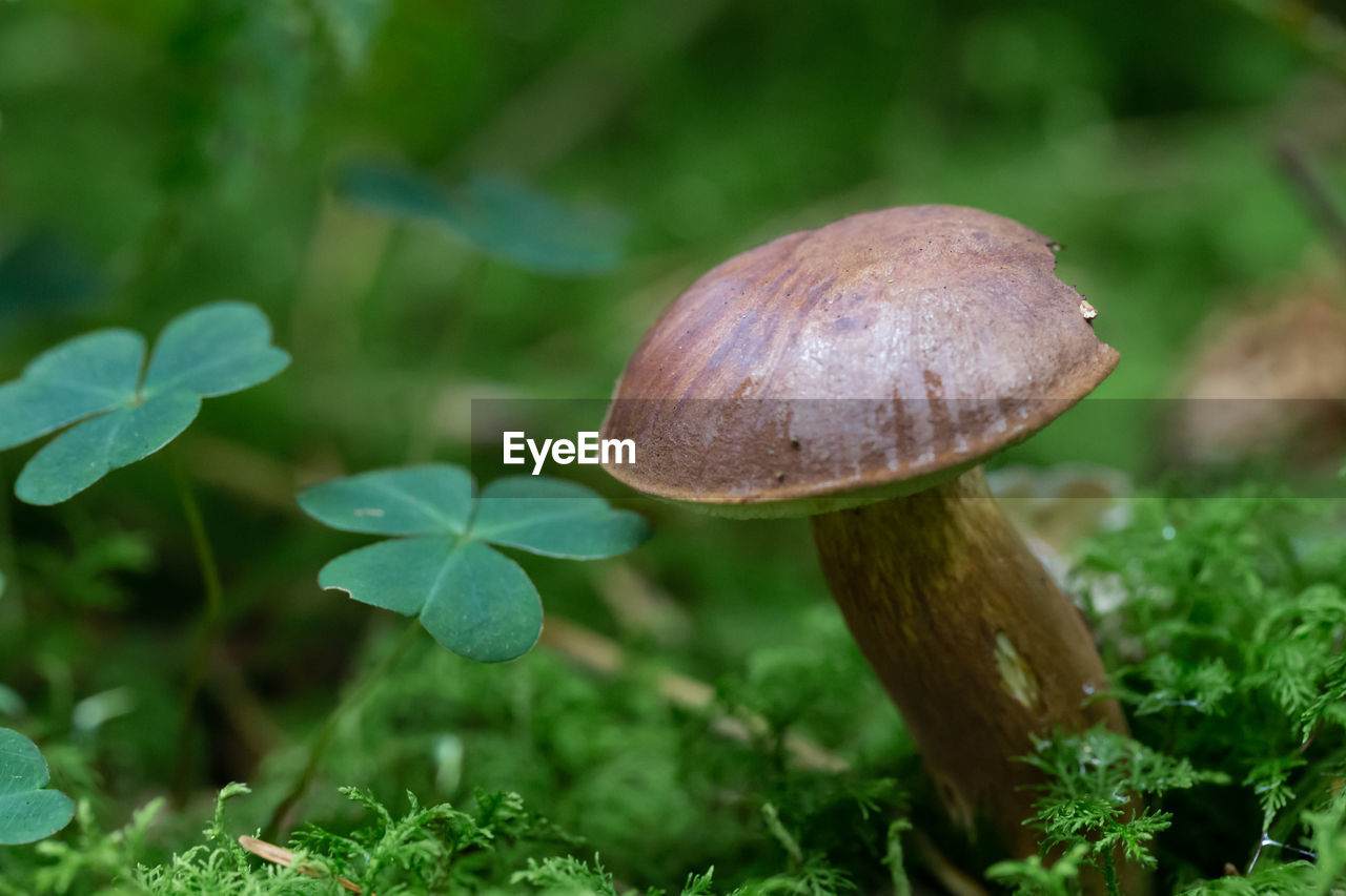 Close-up of mushroom